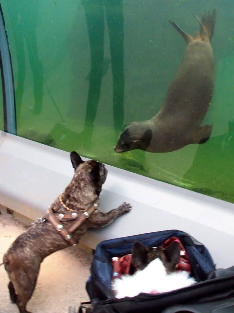 are seals friendly like dogs